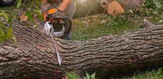 Best Hazardous Tree Removal  in Carlisle, KY