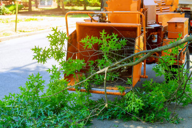 Best Firewood Processing and Delivery  in Carlisle, KY