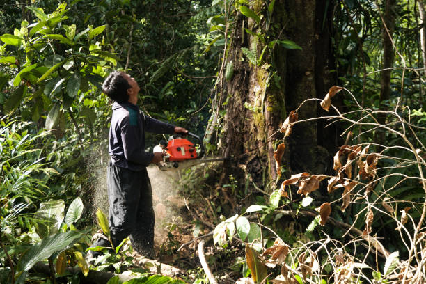 Best Tree Preservation Services  in Carlisle, KY
