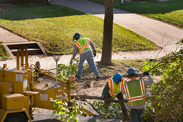 Best Root Management and Removal  in Carlisle, KY