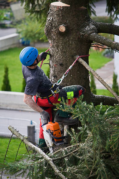 Best Lawn Watering Services  in Carlisle, KY