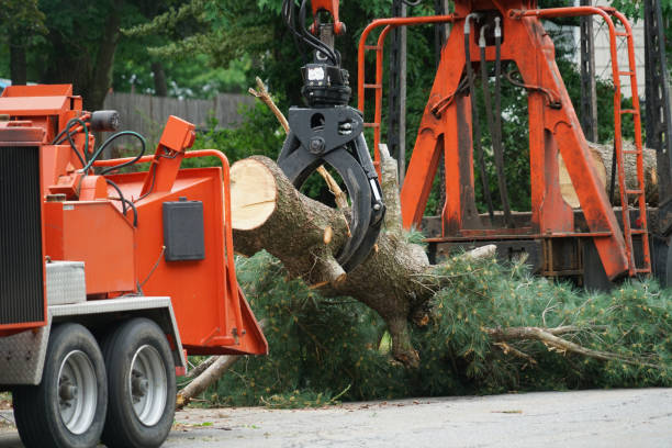 Best Tree Disease Treatment  in Carlisle, KY