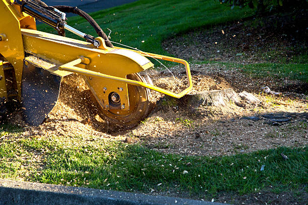 Artificial Turf Installation in Carlisle, KY