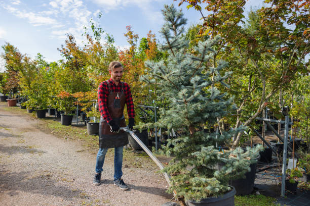 Best Tree Disease Treatment  in Carlisle, KY