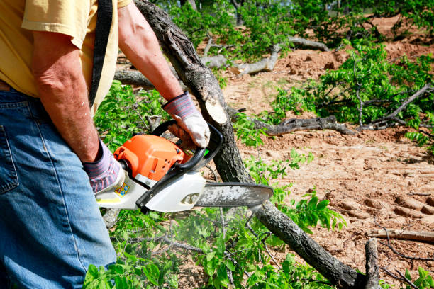 How Our Tree Care Process Works  in  Carlisle, KY