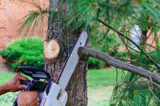 How Our Tree Care Process Works  in  Carlisle, KY