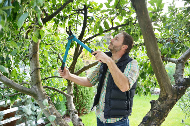Best Tree Trimming and Pruning  in Carlisle, KY